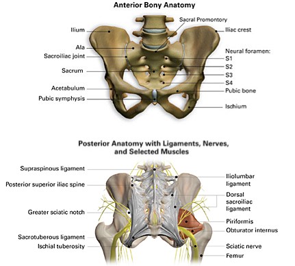 Anatomy And Biomechanics Of The Sacroiliac Joint 1
