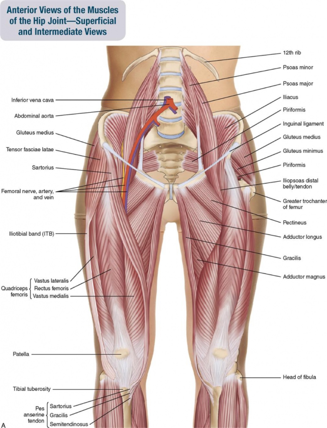 Hip Anatomy And Function