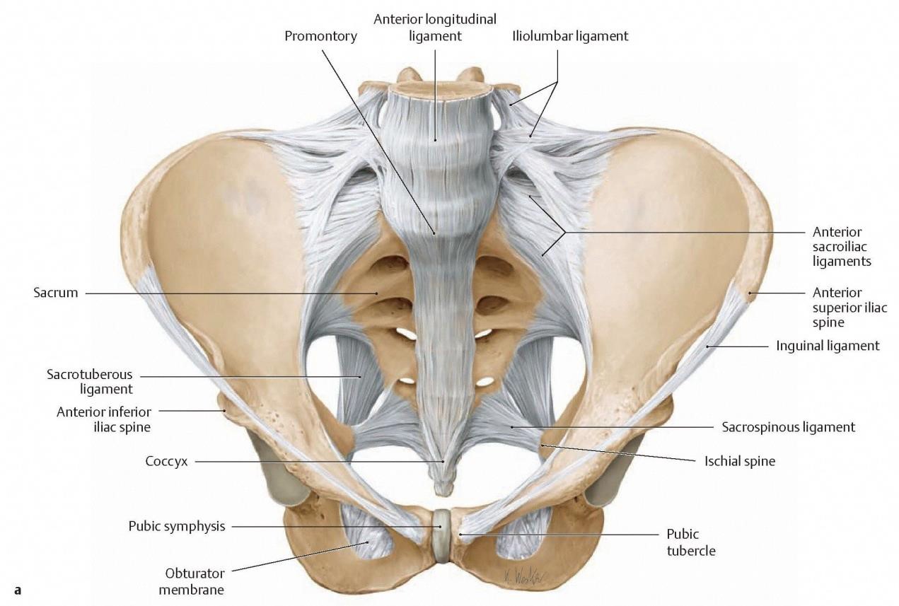 Anatomy And Biomechanics Of The Sacroiliac Joint 2