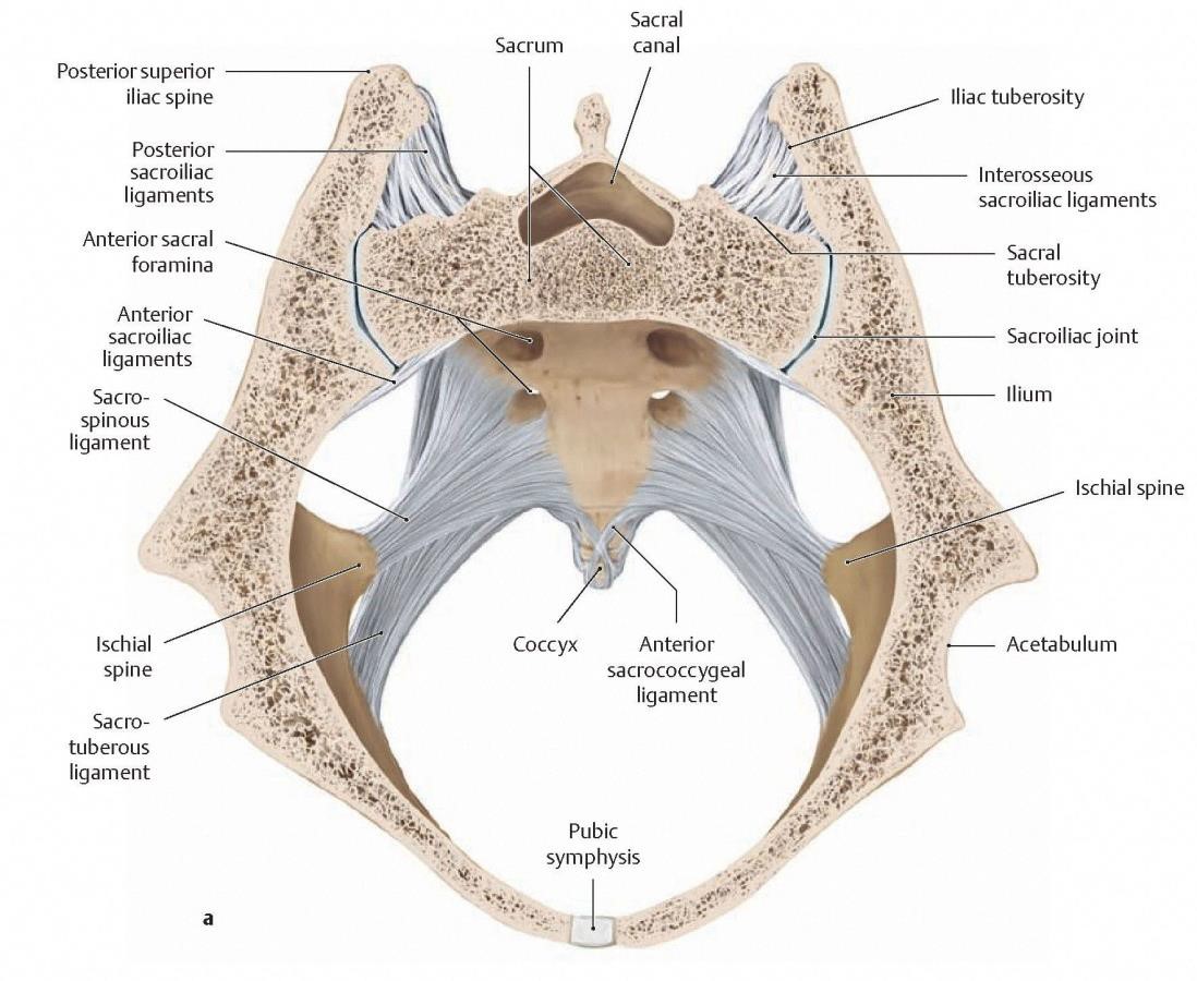 Anatomy And Biomechanics Of The Sacroiliac Joint 3