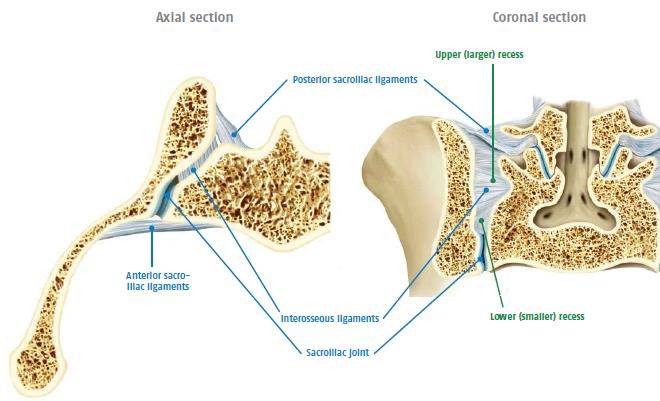 Anatomy And Biomechanics Of The Sacroiliac Joint 4